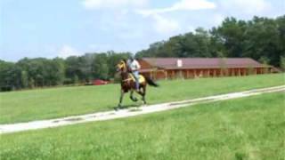 Speed Racking Stallion They Call Me Rusty