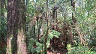 A Walking Tour Through Whakarewarewa/Redwoods Forest In Rotorua New Zealand