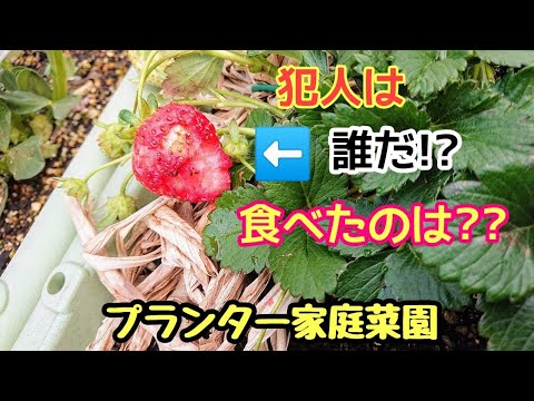 SOS: 菜園へのナメクジの侵入: なぜですか?そしてそれらを自然に撃退するにはどうすればよいでしょうか？  庭園