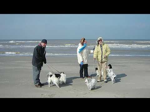 Papillonclubuitjes 18-3-2006 Hoek van Holland