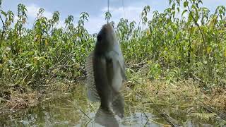 Download lagu spot jokotowo tak pernah ingkar janji babon Nila #mancing #mancingliar #mancingmania mp3