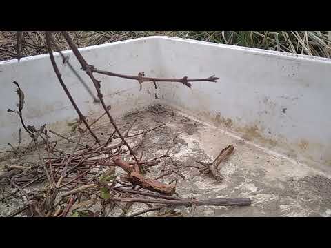 Stříhání Kamčatské borůvky na řízky