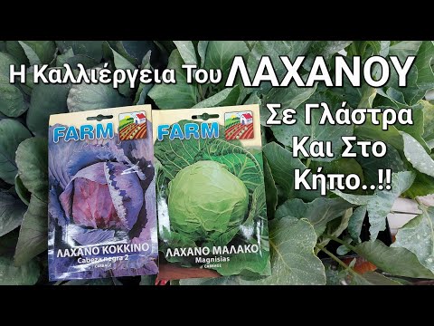 , title : 'ΛΑΧΑΝΟ - Η Καλλιέργεια Του Λάχανου Σε Γλάστρα Και Στο Κήπο / Greek Garden'