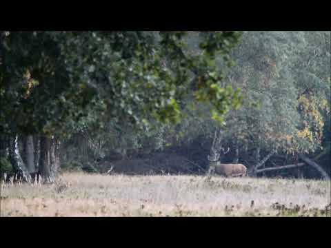Rotwildbrunft 2018 Teil 9 "Das Ende der Brunftzeit"