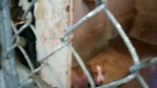 preview picture of video 'Quick Overview of Interior Dog Pens at the County run Shelter in Bennettsville, South Carolina'