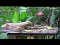 An Orange-billed Sparrow Investigates The Feeder – Feb.  7, 2019