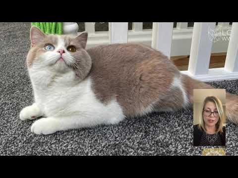 LCWW Virtual Show March 2021 - Judge Tammy Ardolf Kitten Class Final