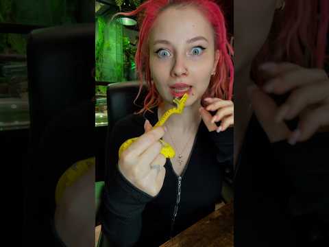 Любое живое существо может щёлкнуть зубами когтями или клювом☝🏻 #вмиреживотных #животные #питомцы