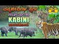 Kabini Diaries Most Memorable Dream Sightings Unforgettable Encounters Kabinisafari Kabini