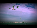 TheTravelChronicles In New York City Seagulls Feeding Frenzy HD