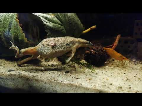 Haltung und Pflege Zwergkrallenfrosch / Hymenochirus boettgeri I TAX