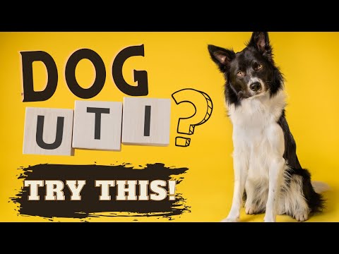 YouTube video about: Why is my dog's pee greasy?