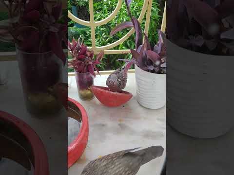 Pradipta 's house #quotes #love #birds #trending #viral #window garden #smallspace
