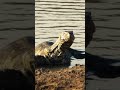 Water Monitor