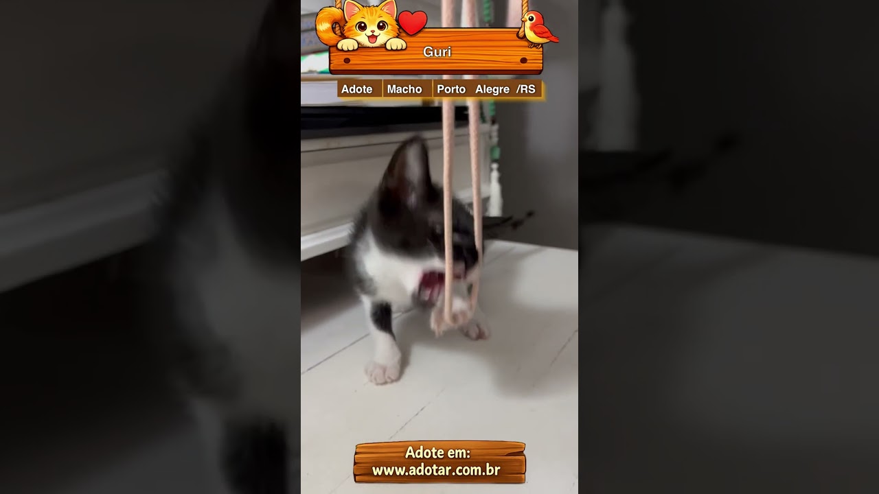 Gato raça SRD-ViraLata idade Abaixo de 2 meses nome Guri 