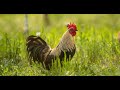 Jimmie's Chicken Shack High Premium Audio
