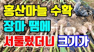 홍산마늘 수확했어요 장마때문에 빨리 캤더니 도아로심은건 덜 컸어요