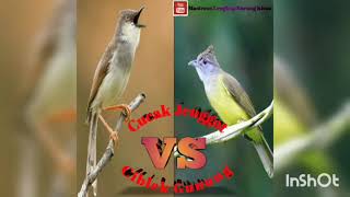 Download lagu Masteran Suara Burung Cucak Jenggot Vs Ciblek Gunung Gacor Full Isian Durasi Panjang mp3 Download lagu Masteran Suara Burung Cucak Jenggot Vs Ciblek Gunung Gacor Full Isian Durasi Panjang mp3
