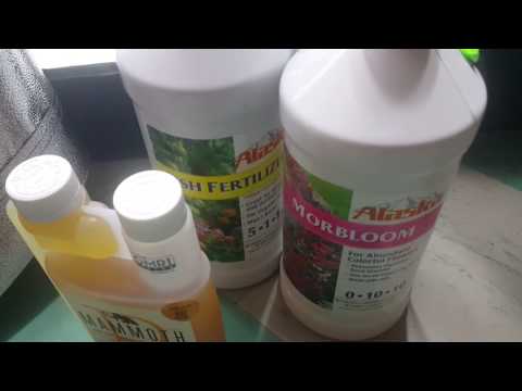 Ep #7 AK-47 AutoFlower Grow (Day 47 From Seed)