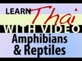 Learn Thai with Video - Amphibians & Reptiles