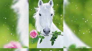 Ni Amores Ni Deudas. Grupo Laberinto.