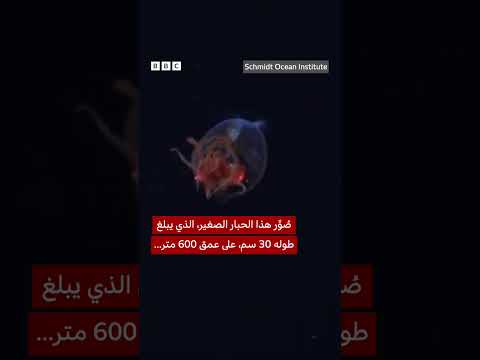 فيديو | لقطات مذهلة لحبّار عملاق يعيش في أعماق البحر