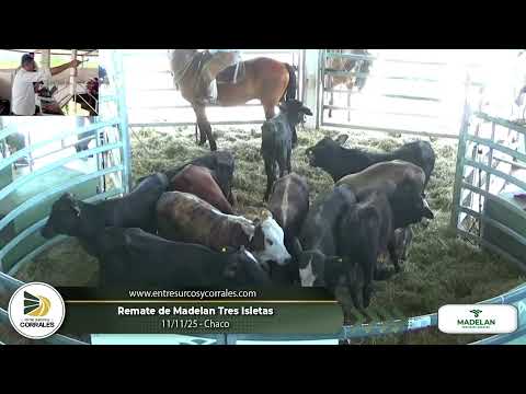 11-11-25 - Remate de Madelan Tres Isletas - Chaco