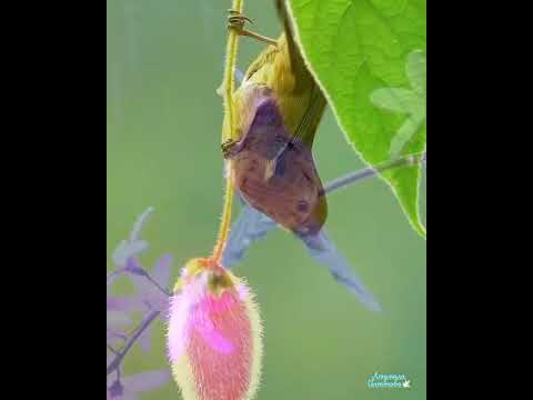 Красивые Птички-2 🍃🐦💞🐦🍃|🎼Vincent Fiorino~Blue Canary|#птицы #blue canary