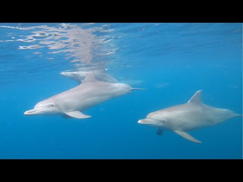 Mauritius Dolphins - Swim with Dolphins