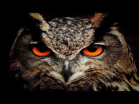 Owl Sounds To Scare Pigeons