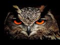 Owl Sounds To Scare Pigeons