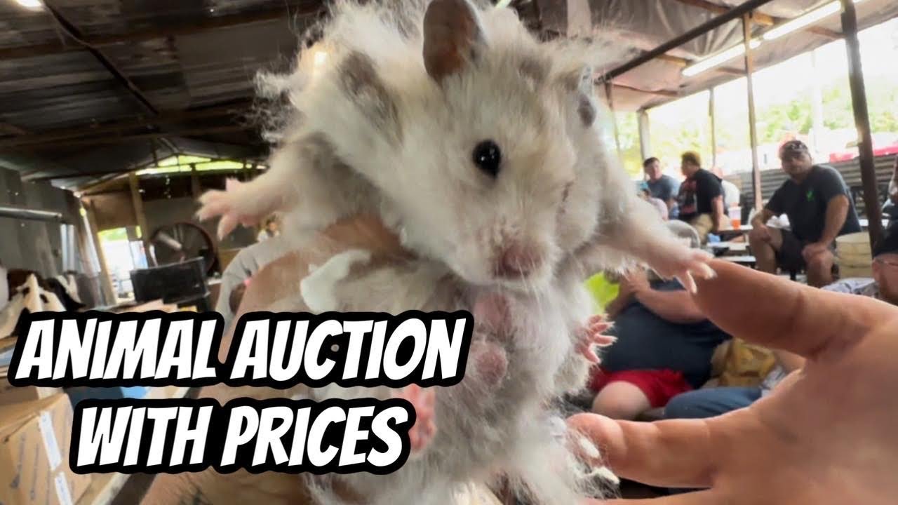 Don’t See This Often At The Animal Auction