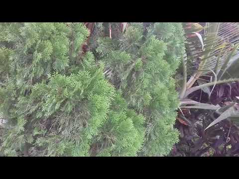 #GreenViewGardenByMmftsAgroIndiaInternationalExportsCoLtd ( English Subtitle )
