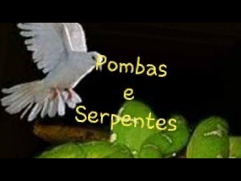 SERPENTES E POMBAS video