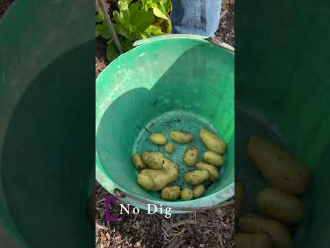No dig potato harvest compared to dug soil.
