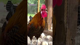 Download lagu THE BEST ROOSTERS 10 different chicken breeds crow... mp3