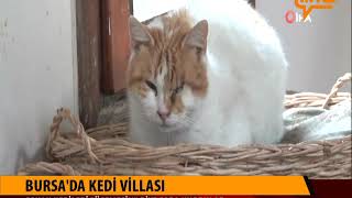 Bursa’nın Şanslı Kedileri! 200 Kedi Villada Yaşıyor