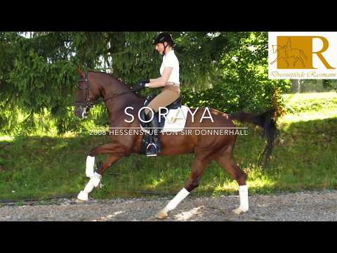 SOLD!! Dressurpferd - 2008 Hannoveraner Stute von Sir Donnerhall, Stm. ca. 1,70, S-Dressur - Soraya
