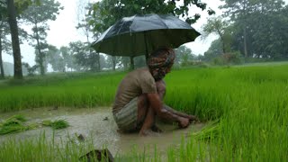 preview picture of video 'सिद्धार्थनगर में रुक रुककर हो रही चार दिनों से बरसात, Rain in Siddharth nagar'