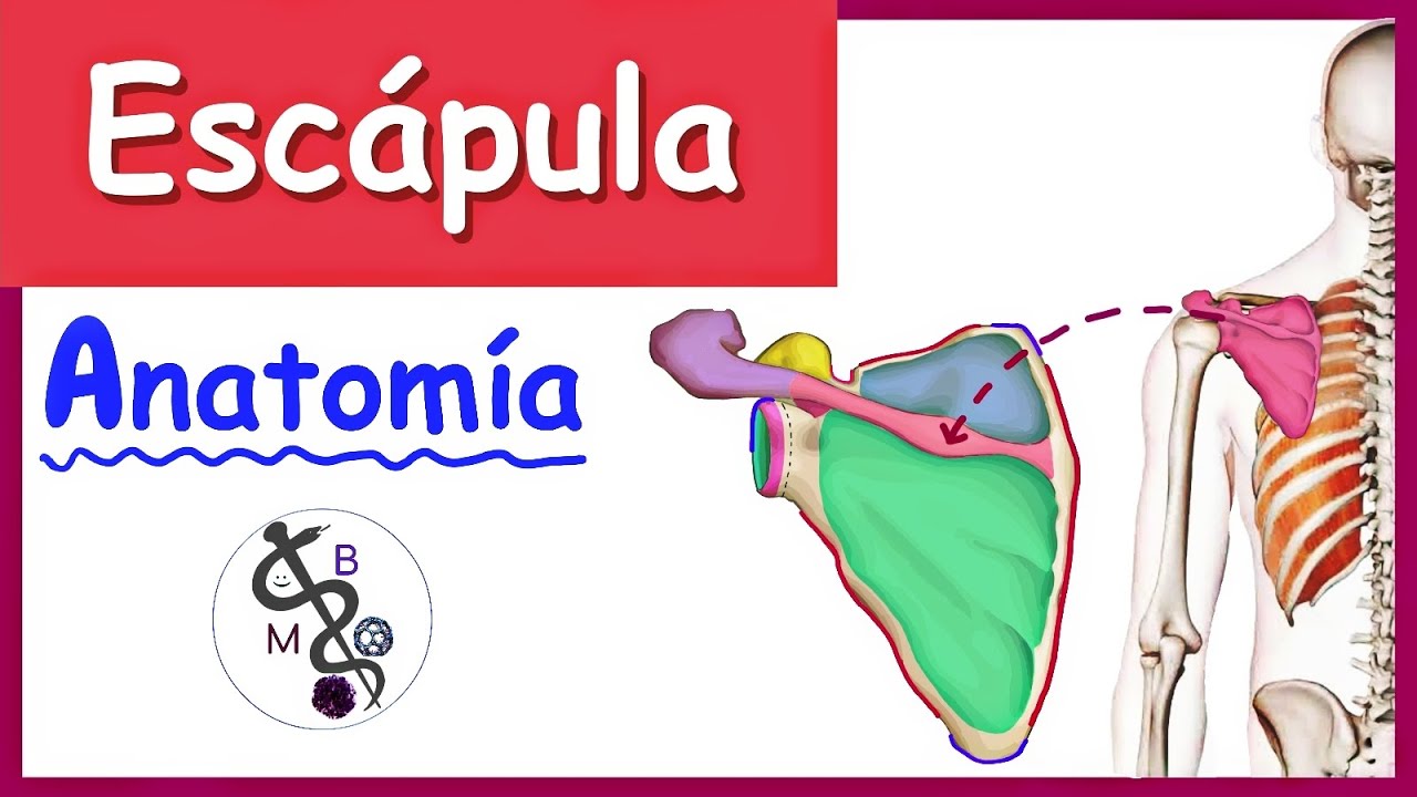 Anatomía de la ESCÁPULA | Explicación Fácil y Dinámica!