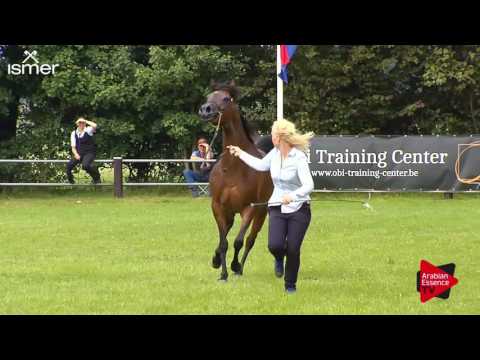 N.73 AURORA EL LAWRENCE - Ströhen 2017 C-Show - 4.6 Years Old Mares (Class 9)
