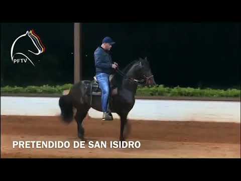 Pretendido de San Isidro X Monserrat, el embrión soñado en el Paso Fino