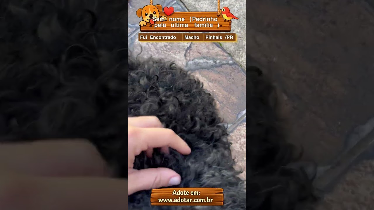 Cachorro raça SRD-ViraLata idade 1 ano nome Sem nome (Pedrinho pela última família) 