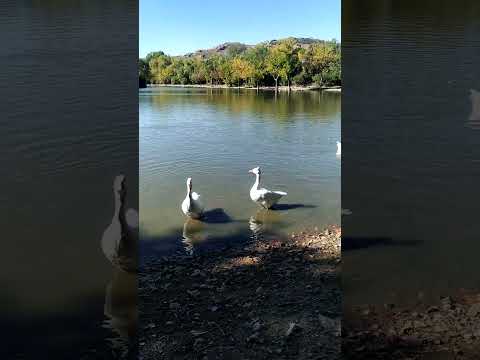 Laguna de los.patos
