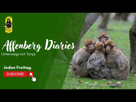 Affenberg Diaries Folge 94: Wie haben unsere Berberaffen Weihnachten verbracht?