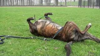 Ivan zoekt een baasje en woont nu in het dierenasiel in Krimpen a/d IJ