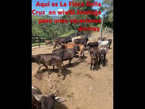 Finca Doña Cruz wiwili Jinotega