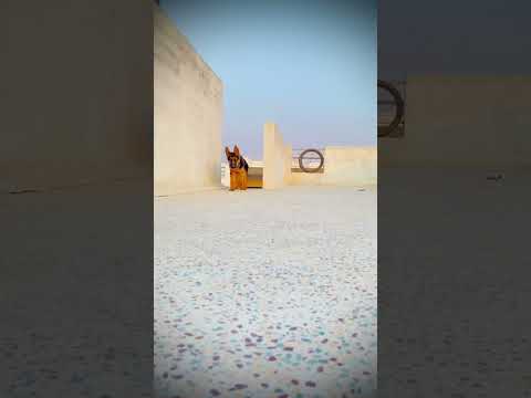 #dog #doglover #garmanshepherd #gsdpuppy #puppy #trending #gsd #dogs #love #sidhumoosewala