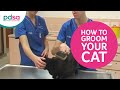 How To Groom Your Cat PDSA Vet Advice
