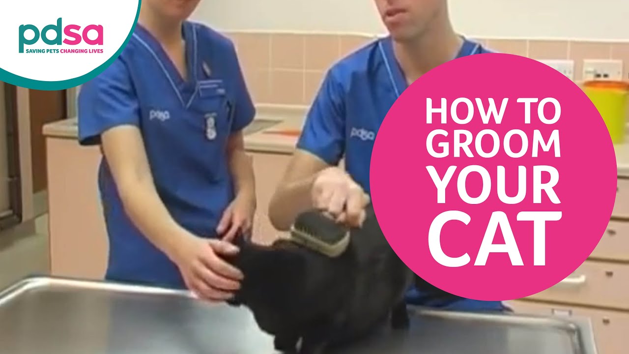 How To Groom Your Cat | PDSA Vet Advice